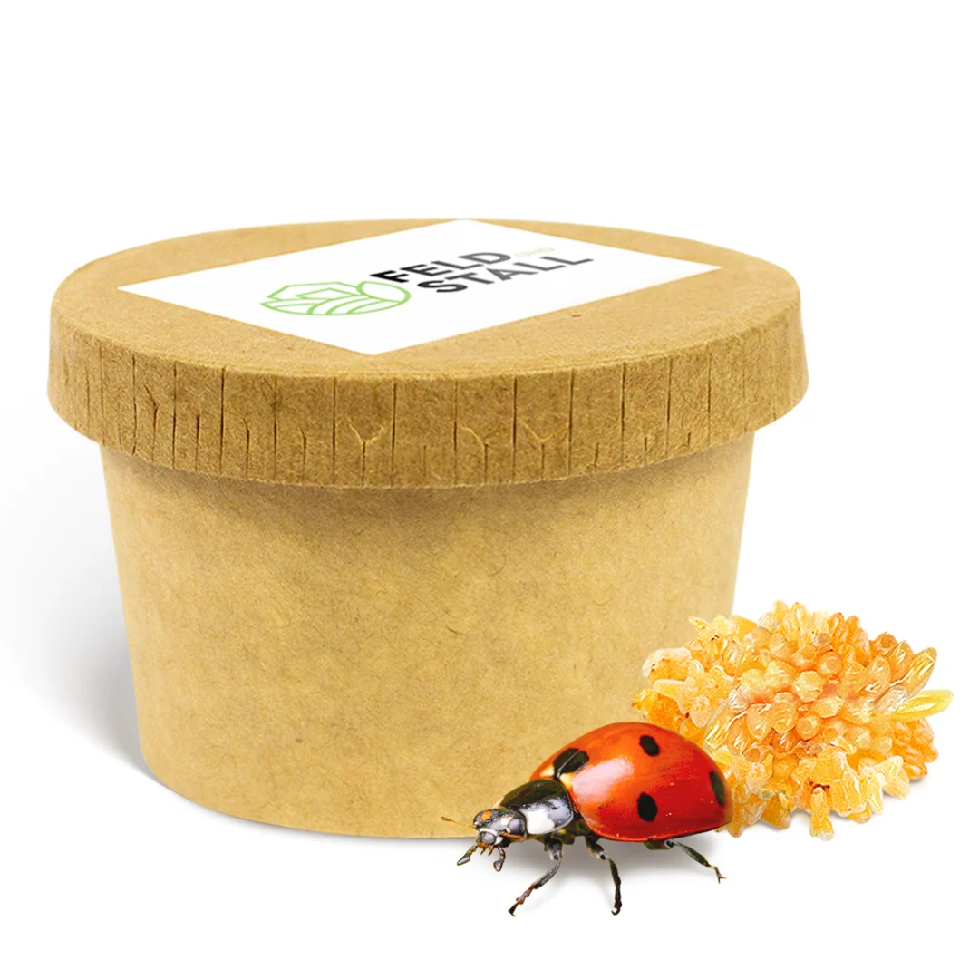 150 Siebenpunkt-Marienkäfer Eier